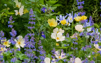 Timeless Beauty, Grown for You